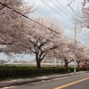 東上線でお花見だゾ [2241号]
