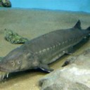 絶滅種のチョウザメが死ぬ　茨城、国内で唯一飼育