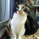ほにほに