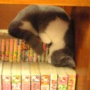 猫カフェ初挑戦