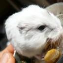 pet