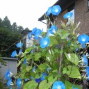 私もノンビリ