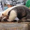 タエちゃん