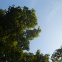 まだまだ青い