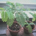 植物的
