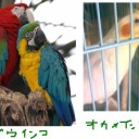 このっこのっこーえーの罠じゃなくて！あああああ
