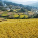 収穫の山　　gold harvest