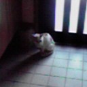 にゃん様