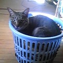 人はイロイロ　猫もイロイロ　蛸はイボイボ
