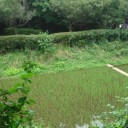 田圃のある公園を通って、