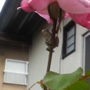 バラと蛙