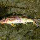 竿おろしの釣行