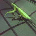 ど根性カマキリ