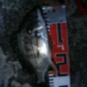 連続釣行！！