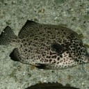 釣友・・・釣り馬鹿「満開」