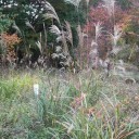 ようやく秋らしくなってきた。