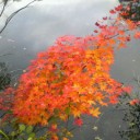 【日常】蕎麦と紅葉