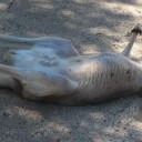 ワラビーのゴロ寝