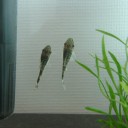 早くも
