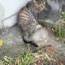 ニャンコ先生がいた③