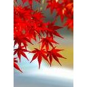 １１／１８（火）　真っ赤だな♪　