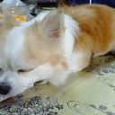 バカ犬とバカ親。