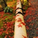 下にある紅　　look down , there is  small red