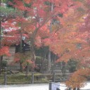 もみじ