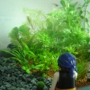 植えました
