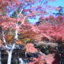 紅葉狩