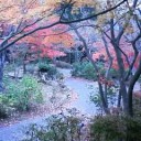 筑波山の紅葉