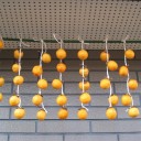 干し柿作り、初体験