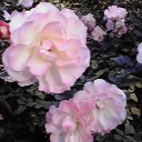 次の日はバラ公園。