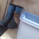 にゃんと！