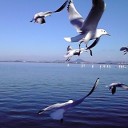湖。