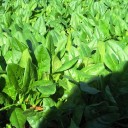 ほうれん草と天道虫とあたしの影が交わる午後１時　“常夜鍋は好きですか？”　の巻
