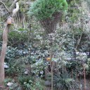 鳥寄せ