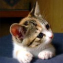 やっぱりそうや、アノ仔猫ちゃん