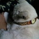 猫＋時計＝萌え
