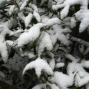 雪。