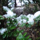 初雪