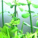 危なく★に
