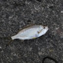 シーサイドギャラリー裏で初釣り