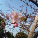 咲いてる！