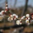昨年より早い我家の梅が開花！