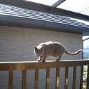 爺さん猫がよろよろと平均台を渡る２００９早春　“どこかにお金が落ちていないかな？と切に思ふ日々”　の巻