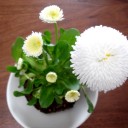 室内で春