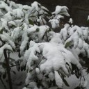 上雪