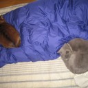 薄暗い汚部屋にてシケモクを漁る　“心凍えどもカンガルークで風邪知らず”　の巻