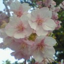 河津桜